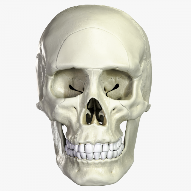 Anatomical atlas of the human skull 3D Модель .c4d .max .obj .3ds .fbx .stl .blend 