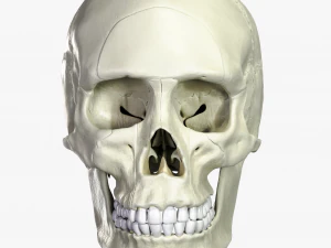 Atlas anat&ocirc;mico do cr&acirc;nio humano Modelo 3D