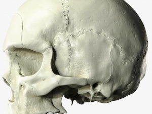 Anatomical atlas of the human skull 3D Модель