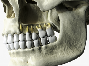 Anatomical atlas of the human skull 3D Модель