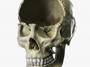 Anatomical atlas of the human skull 3D Модель