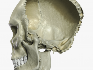 Anatomical atlas of the human skull 3D Модель