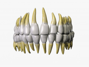 Anatomical atlas of the human skull 3D Модель