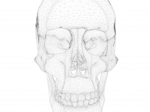 Anatomical atlas of the human skull 3D Модель