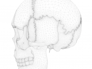 Anatomical atlas of the human skull 3D Модель