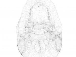 Anatomical atlas of the human skull 3D Модель