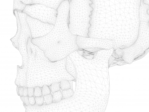 Anatomical atlas of the human skull 3D Модель