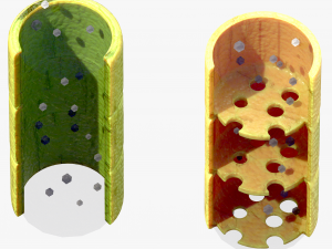 Vascular Tissue System in Plants 3D Model