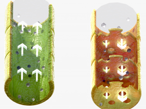 Vascular Tissue System in Plants 3D Model
