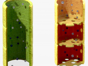 Vascular Tissue System in Plants 3D Model