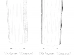 Vascular Tissue System in Plants 3D Model