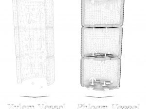 Vascular Tissue System in Plants 3D Model