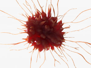 Cancer Cell Tumor 3D मॉडल