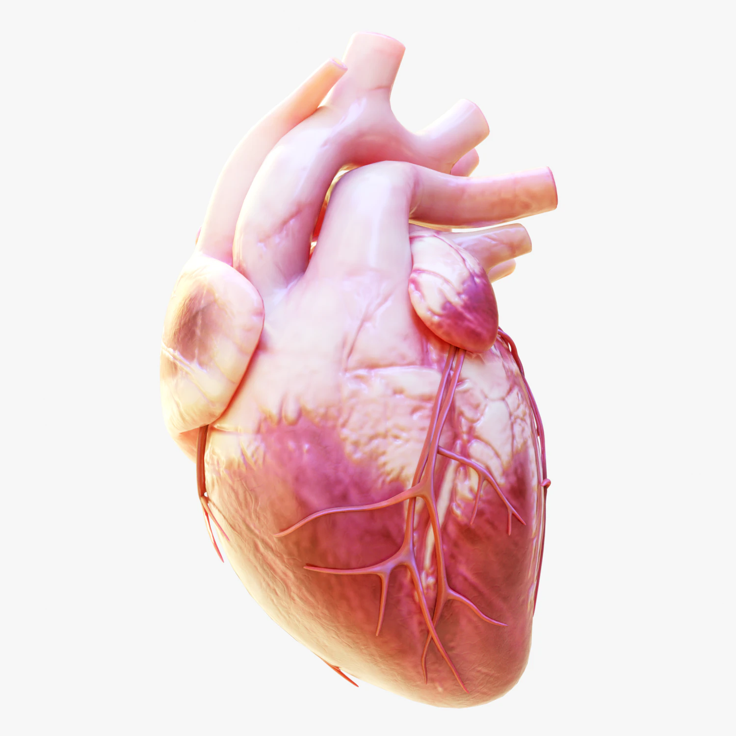 Human Heart Anatomy Animation 3D Model .c4d .max .obj .3ds .fbx .stl .blend 