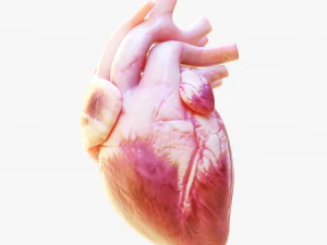 Human Heart Anatomy Animation 3D Model