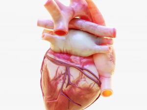 Human Heart Anatomy Animation 3D Model