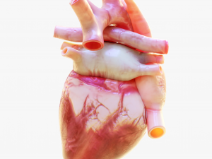 Human Heart Anatomy Animation 3D 模型