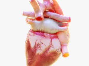 Human Heart Anatomy Animation 3D Model