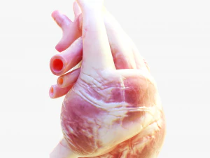 Human Heart Anatomy Animation 3D Model