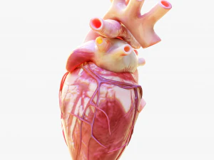 Human Heart Anatomy Animation 3D Model