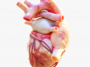 Human Heart Anatomy Animation 3D Model