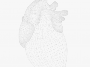 Human Heart Anatomy Animation 3D 模型