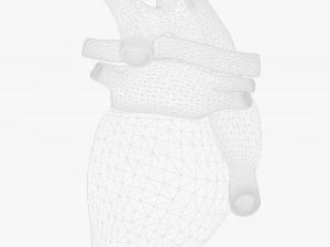 Human Heart Anatomy Animation 3D Model