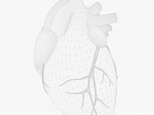 Human Heart Anatomy Animation 3D 模型