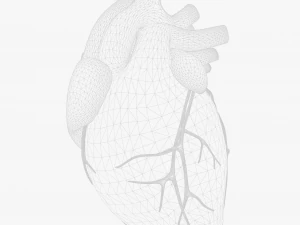 Human Heart Anatomy Animation 3D Model