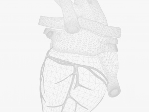 Human Heart Anatomy Animation 3D 模型