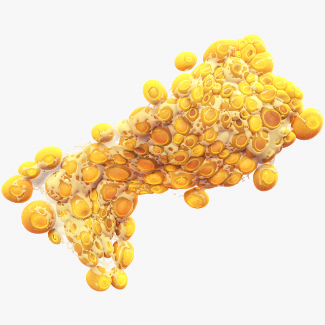 Fat Cell Anatomy 3D-Modell .c4d .max .obj .3ds .fbx .stl .blend 