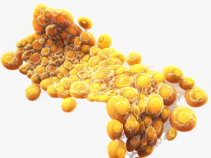 Fat Cell Anatomy 3D Model