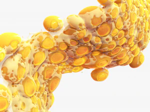 Fat Cell Anatomy 3D Model