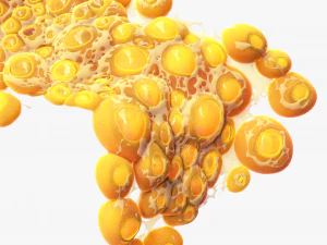 Fat Cell Anatomy 3D Model