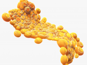 Fat Cell Anatomy 3D-Modell