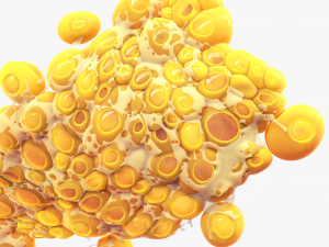Fat Cell Anatomy 3D-Modell