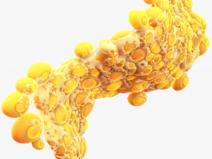 Fat Cell Anatomy 3D-Modell