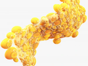 Fat Cell Anatomy 3D Model