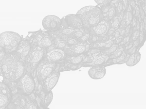 Fat Cell Anatomy 3D Model