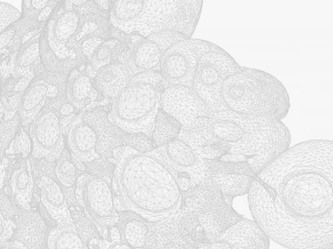 Fat Cell Anatomy 3D Model