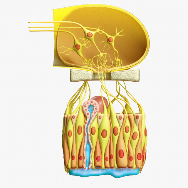 Olfactory Epithelium Microscopic Anatomy 3D Модель .c4d .max .obj .3ds .fbx .stl .blend 