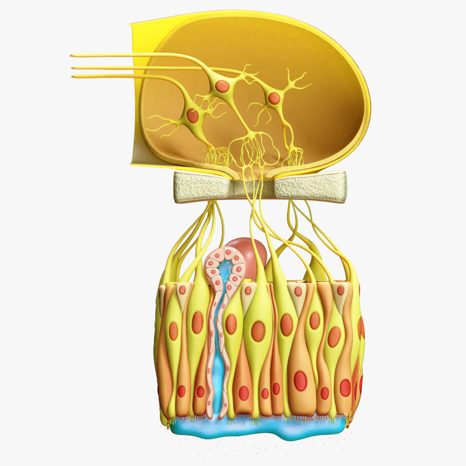 Olfactory Epithelium Microscopic Anatomy 3D Model .c4d .max .obj .3ds .fbx .stl .blend