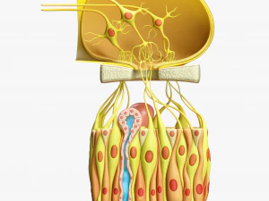 Anatomia microscopica dell'epitelio olfattivo Modello 3D