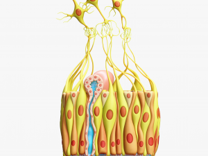 Olfactory Epithelium Microscopic Anatomy 3D Модель