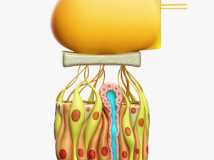 Olfactory Epithelium Microscopic Anatomy 3D Модель