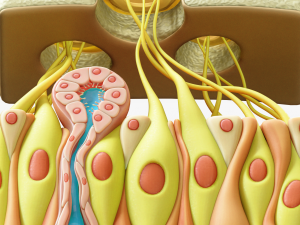 Olfactory Epithelium Microscopic Anatomy 3D Модель