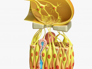 Olfactory Epithelium Microscopic Anatomy 3D Модель