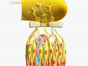 Olfactory Epithelium Microscopic Anatomy 3D Модель