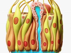 Olfactory Epithelium Microscopic Anatomy 3D Модель