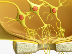 Olfactory Epithelium Microscopic Anatomy 3D Модель